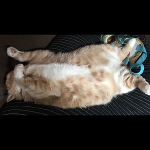 Meet your Posher, Dawn